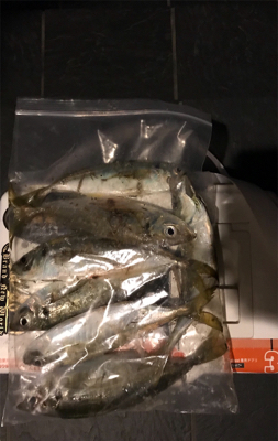 アジを求めて③