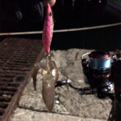 イカの引きを味わいたくて
