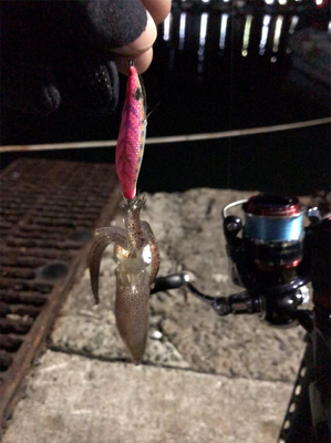 イカの引きを味わいたくて