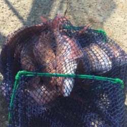 平磯・秋のタイ祭り！