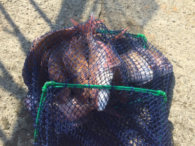 平磯・秋のタイ祭り！