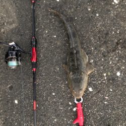 久々のチニング