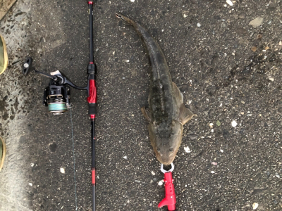 久々のチニング