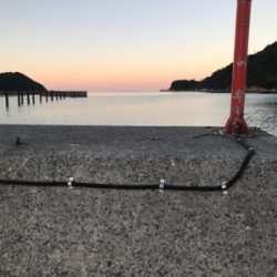 アオリイカ釣果