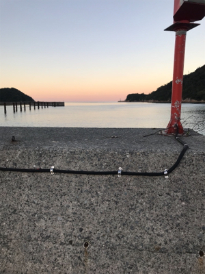 アオリイカ釣果