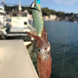 昼間のヒイカ調査