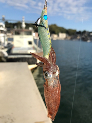 昼間のヒイカ調査