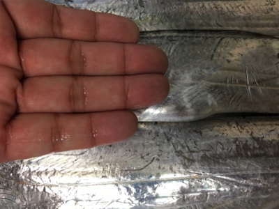 タチウオ複数げっと!