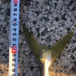 1年がかりで初ハマチ！