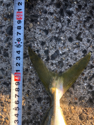 1年がかりで初ハマチ！