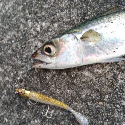 タチ　サゴ　サバ