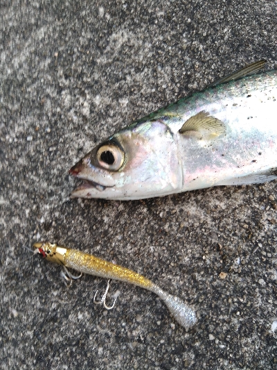 タチ　サゴ　サバ