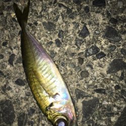 ナイトアジング