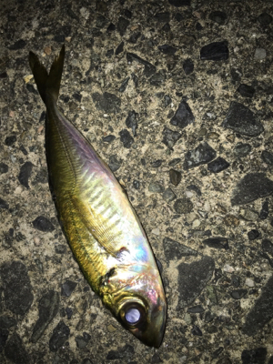 ナイトアジング