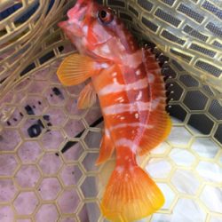 大漁！！根魚ジギング