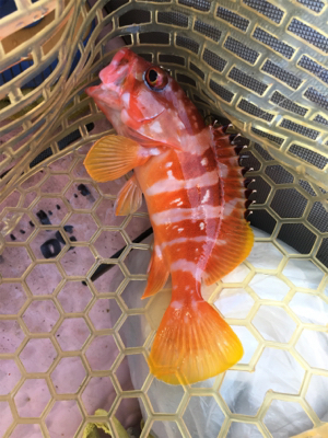 大漁！！根魚ジギング