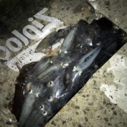 裏切らないヒイカ釣り(^^)