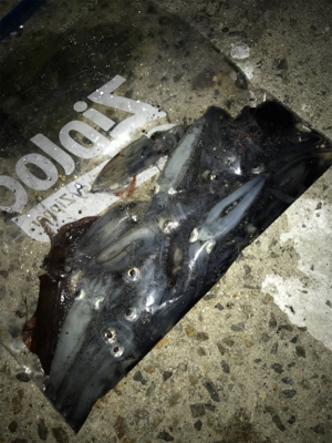 裏切らないヒイカ釣り(^^)