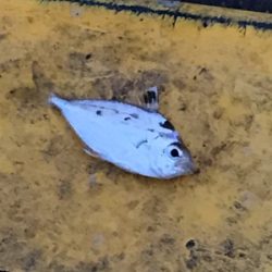 イワシ大漁 毎週