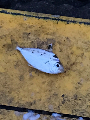 イワシ大漁 毎週