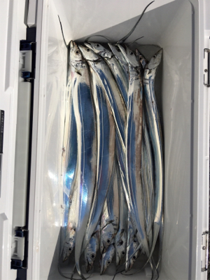 早朝ショアジギング