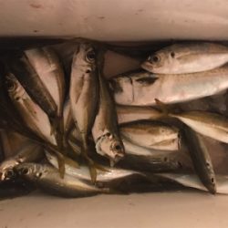 自作テンヤのテスト