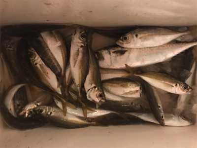 自作テンヤのテスト