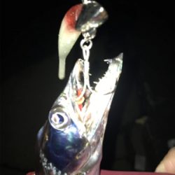 今日は、ワインドＤＡＹ