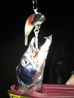 今日は、ワインドＤＡＹ