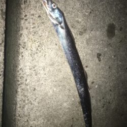 ナイトアジング/サーベリング☆GUNNING-STYLE