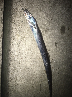 ナイトアジング/サーベリング☆GUNNING-STYLE