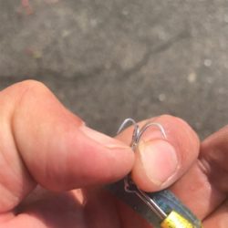 朝太刀魚と昼チーバス