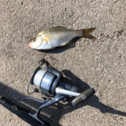 秋の波止フカセ魚種多彩だが？