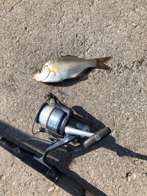 秋の波止フカセ魚種多彩だが？