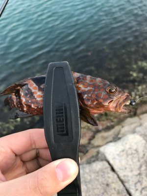 アジを求めて④