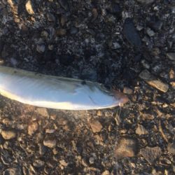 五目釣り  尻尾ないアコウ