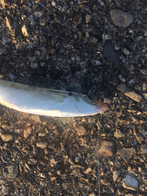 五目釣り  尻尾ないアコウ