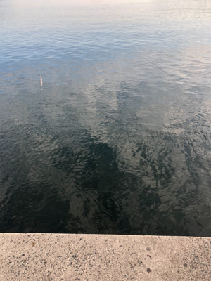 エソときどきサゴシ