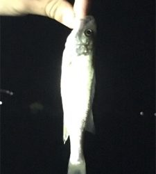 タッチー、タッコー、チーバッスー