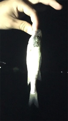 タッチー、タッコー、チーバッスー