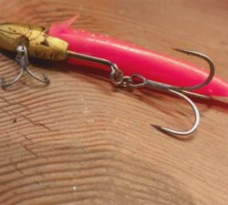 出遅れ太刀魚間に合った