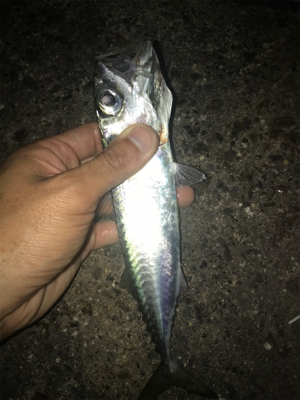 名港ライトゲーム