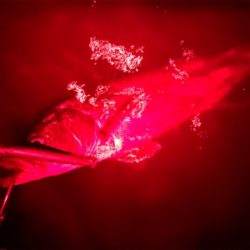 シーバスバイト多発♪