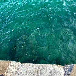 餌釣りとメバリング