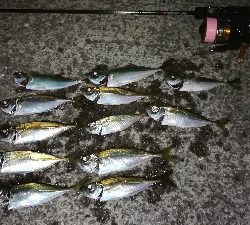 ナイトアジング