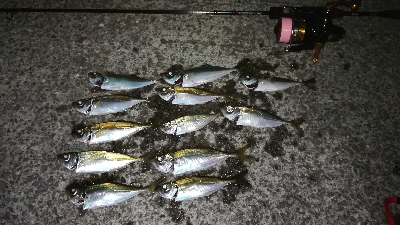 ナイトアジング