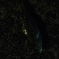 ナイトアジング