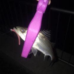 大阪湾奥アジング ビッグゲスト