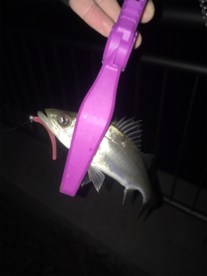 大阪湾奥アジング ビッグゲスト