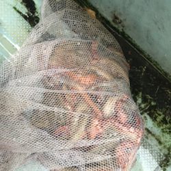 明石  タコ  西海丸